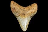 2.99" Fossil Megalodon Tooth - North Carolina - #130702-1